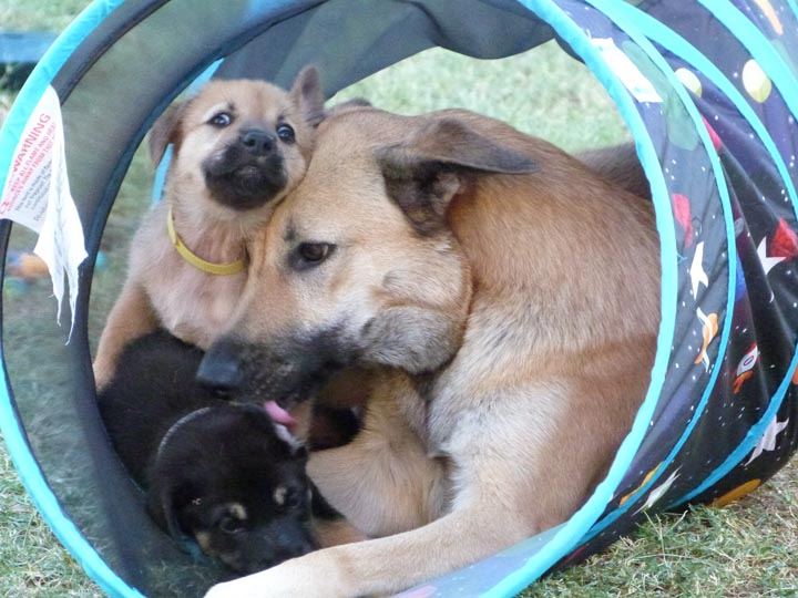 chinook dog